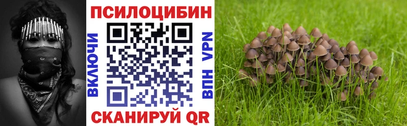 Псилоцибиновые грибы Psilocybine cubensis  Гусиноозёрск 